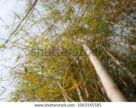 Selective focus of green-yellow bamboo trunks and leaves in the bright afternoon sunlight