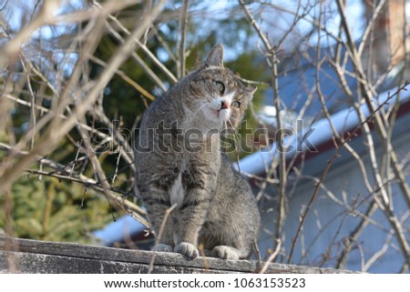 The cat sits on the fence and watches closely. Beautiful cat, great design for any purposes. Curious, funny looking wild cat. Pet photo.  