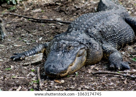Picture of American  alligator