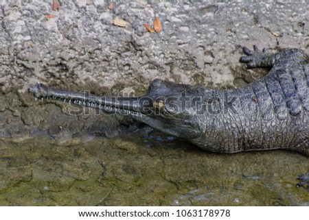 Picture of Indian gharial