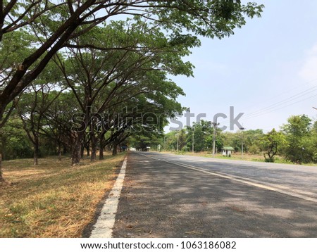Empty road with big tree and grass,rest concept.