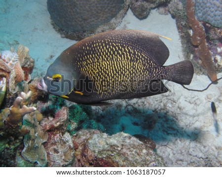 adult french angelfish in Bonaire