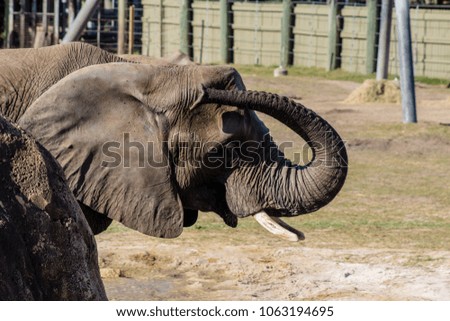 Picture of African Elephant