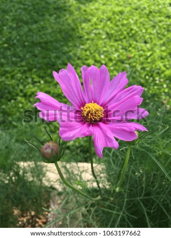 The closeup pink cosmos flower with the green grasses background.