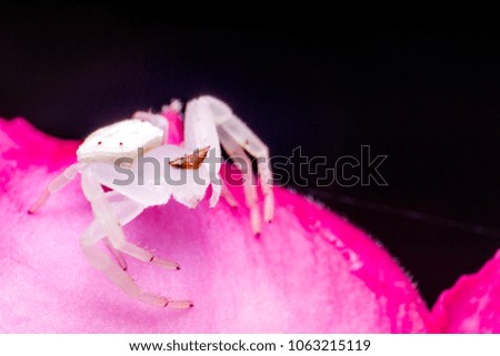 Tiny small Crab spider on pink flower from macro photography with blurry background
