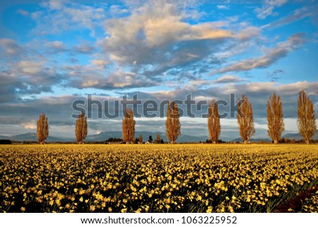 Scenic view of trees on daffodil fields. Tulip Festival near Seattle and Mount Vernon.  Washington. United States.