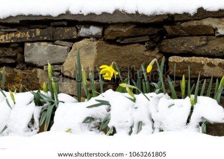 Garden flower narcissus appearing through the snow to welcoming Spring, March 2018, Apriltsi, Bulgaria