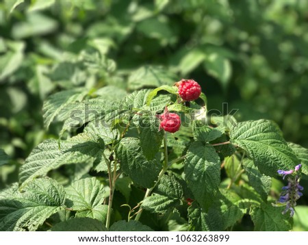 Ripe Raspberries on a Bush in the Garden. Organic Berries. Healthy Food. Natural Light Selective Focus