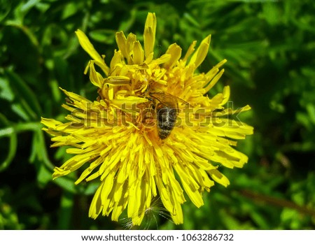 Yellow dandelion flower with wasp in a spring park.