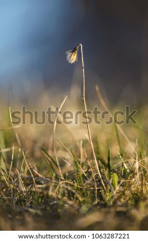 Dry grass in summer field. Detail of nature.