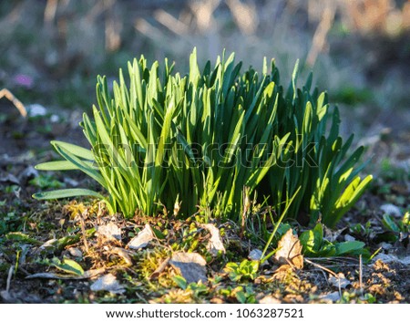 Young plants of daffodils or narcissus flowers growing in spring garden. 