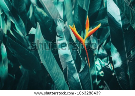 colorful tropical flower on dark foliage nature background