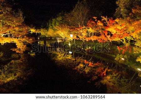 Red maple leaf in Japan nabana no sato at night