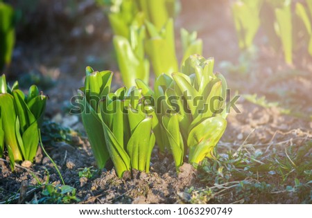 Young green leaves of tulip flowers growing in spring garden.