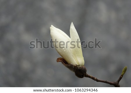 magnolia and raindrops, against darkness