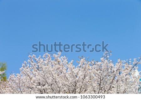 Sky and cherry blossoms. Cherry blossoms in full bloom. Beautiful cherry blossoms.