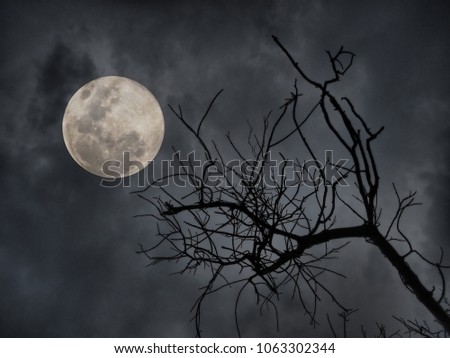 fantasy edit photo of full moon and dead tree