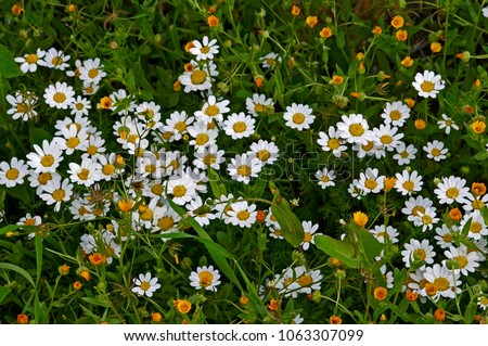 Close up of Anthemis and Calendula growing wild in the Cyprus countryside