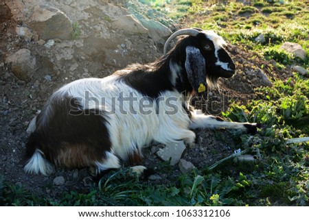 
black and white goat pictures, horned goat pictures,
