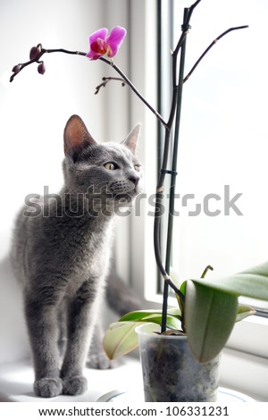 cat and orchid