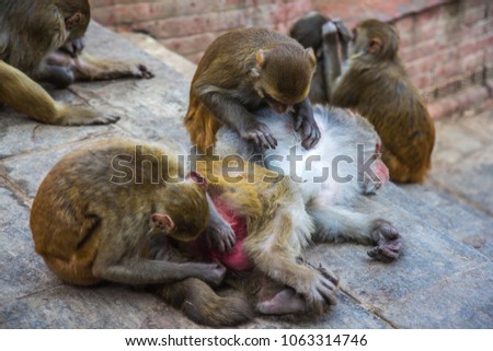 Two monkeys are trying to find lice in fur of the third one that is lying. 
