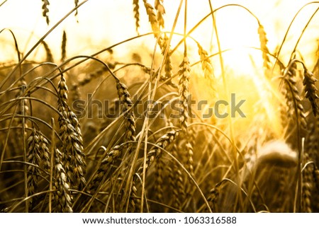 backdrop of ripening ears of yellow wheat field on the sunset cloudy orange sky background. Copy space of the setting sun rays on horizon in rural meadow.Close up nature photo.Idea of a rich harvest