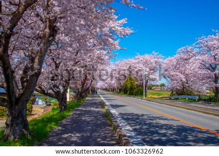 Cherry blossom on the roadside in Japan.tree, cherry, blossom, pink, sakura, panorama, bloom, garden, spring, panoramic, beautiful, flowers, background, nature, flower, kwanzan, art, japanese, floral, Royalty-Free Stock Photo #1063326962