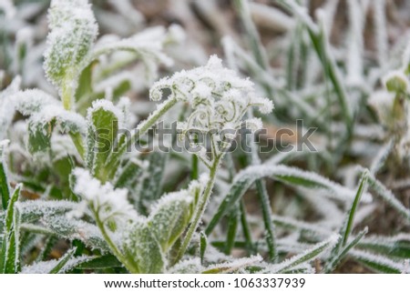 Winter nature covered in hoar frost. Winter nature covered freezing ice cristalls.  Royalty-Free Stock Photo #1063337939