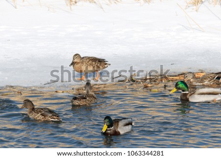 the duck floats on the water