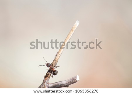 Formica rufa, red wood ant on a branch in a soft background composition