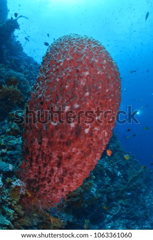 Beautiful giant sponge corals
