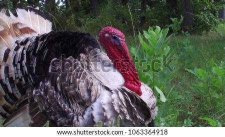 The black turkey on a spring meadow. The black turkey on a spring meadow