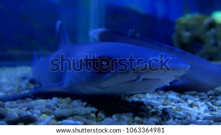 Shark in an aquarium in the water. Fish predator shark ocean