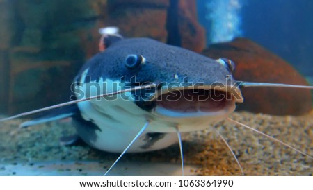Catfish in the ocean aquarium. Fish from ocean in the aquarium