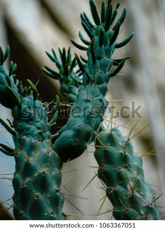 Closeup of cactus from israel