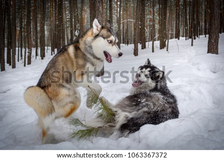 Siberian husky playing in the winter forest Royalty-Free Stock Photo #1063367372