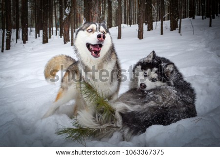 Siberian husky playing in the winter forest Royalty-Free Stock Photo #1063367375
