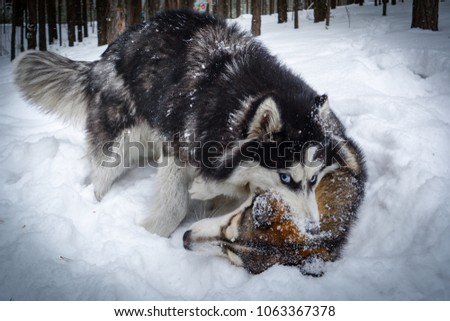 Siberian husky playing in the winter forest Royalty-Free Stock Photo #1063367378