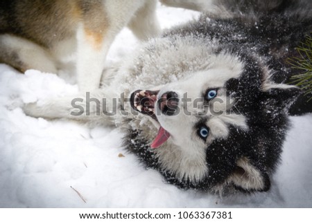 Siberian husky playing in the winter forest Royalty-Free Stock Photo #1063367381