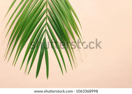 Beautiful tropical Sago palm leaf on color background, top view