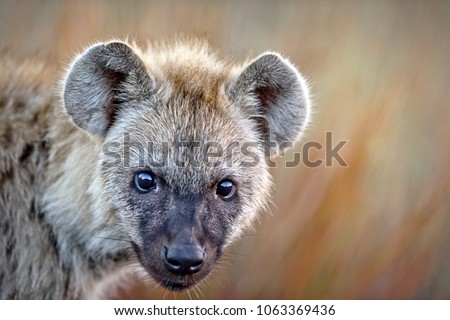 Young Hyena in the African Bush grass front facing gazing stare