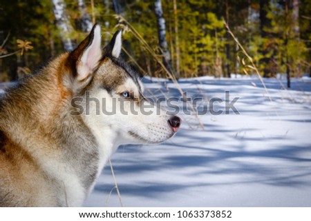Siberian husky in winter forest close-up Royalty-Free Stock Photo #1063373852