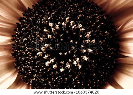 A sunflower from close by, tinted slightly. A most modern and creative form of a sunflower. This photo has unending uses, ranging from packaging to art pieces, on to book covers and magazine photos.