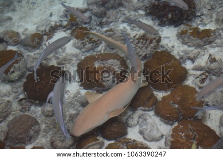 Shark surrounded by fish