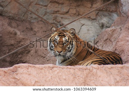Sumatra Tiger behind bars in Rome Bioparco (zoo)