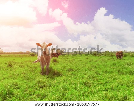 Blue sky and white clouds, cattle on the grass.