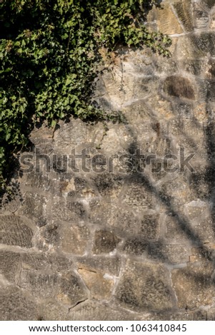 Creamy white coloured stone wall, texture for backgrounds. Ivy growing in the top corner.
