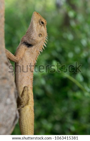 Yellow skink lizard on tree trunk.animal on green background.