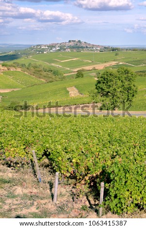 Vine near of Sancerre, commune and canton in the Cher department of central France overlooking the Loire River. It is noted for its wine