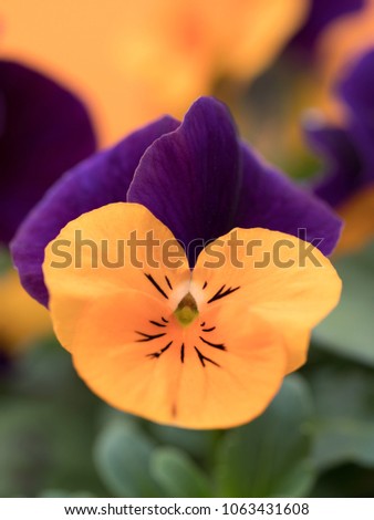 Viola flowers blooming in spring